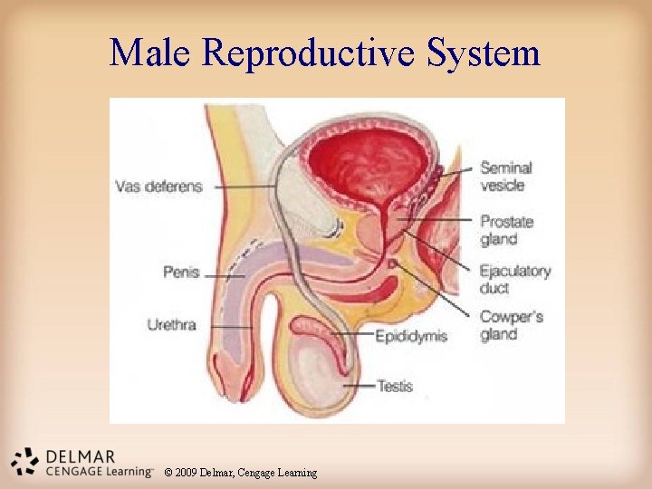 Male Reproductive System © 2009 Delmar, Cengage Learning 