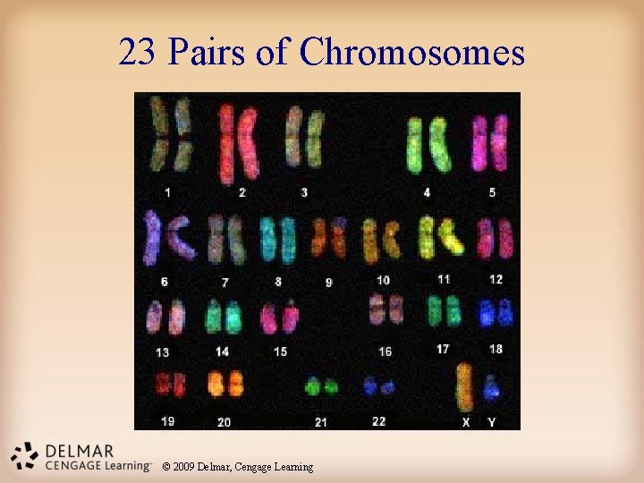 23 Pairs of Chromosomes © 2009 Delmar, Cengage Learning 