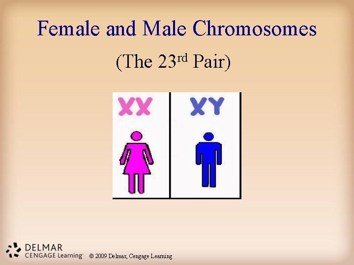 Female and Male Chromosomes (The 23 rd Pair) © 2009 Delmar, Cengage Learning 