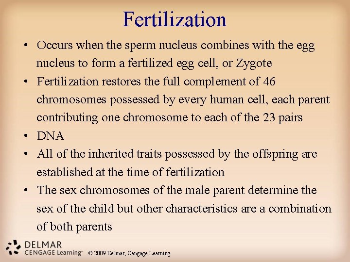 Fertilization • Occurs when the sperm nucleus combines with the egg nucleus to form