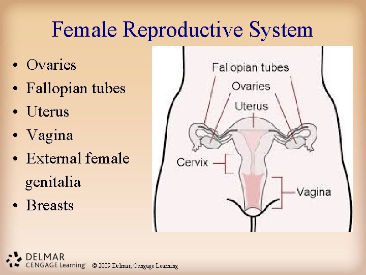 Female Reproductive System • • • Ovaries Fallopian tubes Uterus Vagina External female genitalia