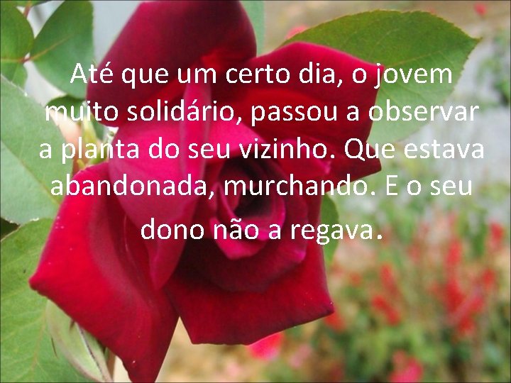 Até que um certo dia, o jovem muito solidário, passou a observar a planta