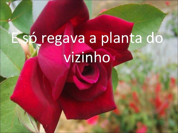 E só regava a planta do vizinho 