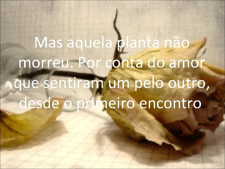 Mas aquela planta não morreu. Por conta do amor que sentiram um pelo outro,