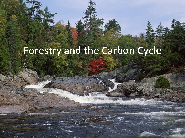 Forestry and the Carbon Cycle 