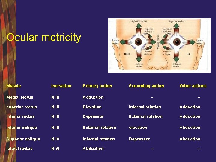 Ocular motricity Muscle Inervation Primary action Secondary action Medial rectus N III Adduction superior