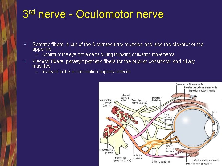 3 rd nerve - Oculomotor nerve • Somatic fibers: 4 out of the 6