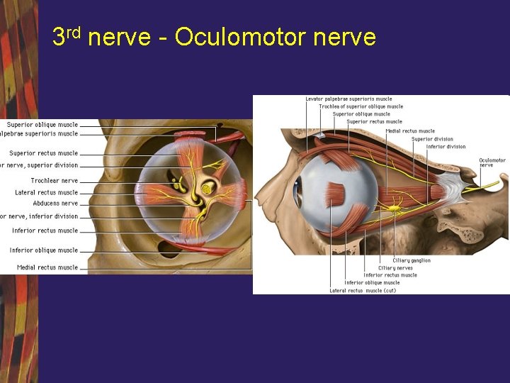 3 rd nerve - Oculomotor nerve 