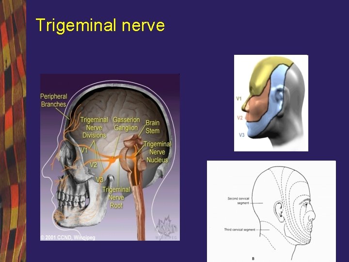Trigeminal nerve 