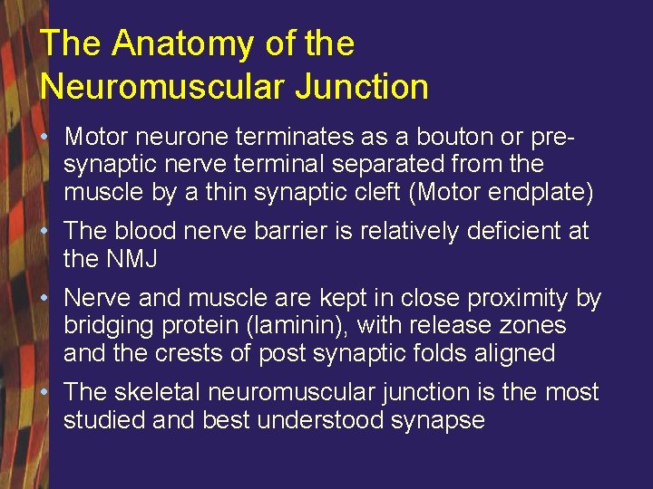 The Anatomy of the Neuromuscular Junction • Motor neurone terminates as a bouton or