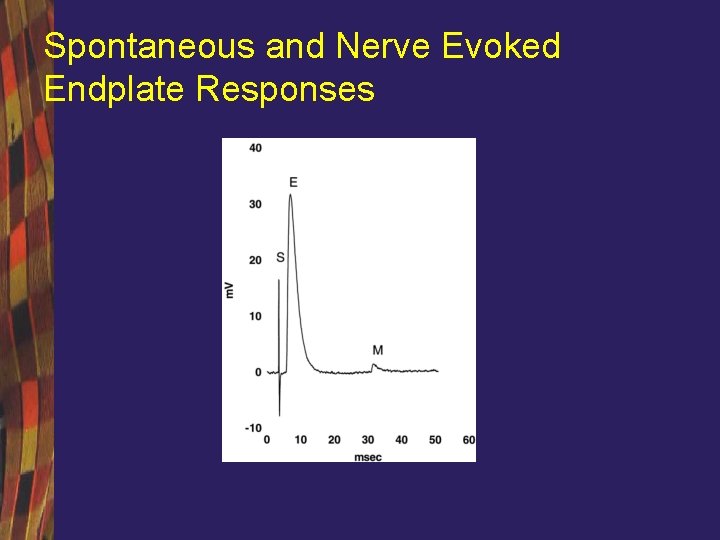 Spontaneous and Nerve Evoked Endplate Responses 