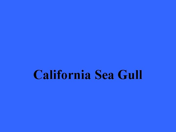 California Sea Gull 