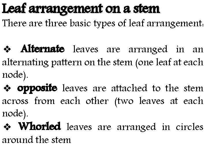 Leaf arrangement on a stem There are three basic types of leaf arrangement: ❖