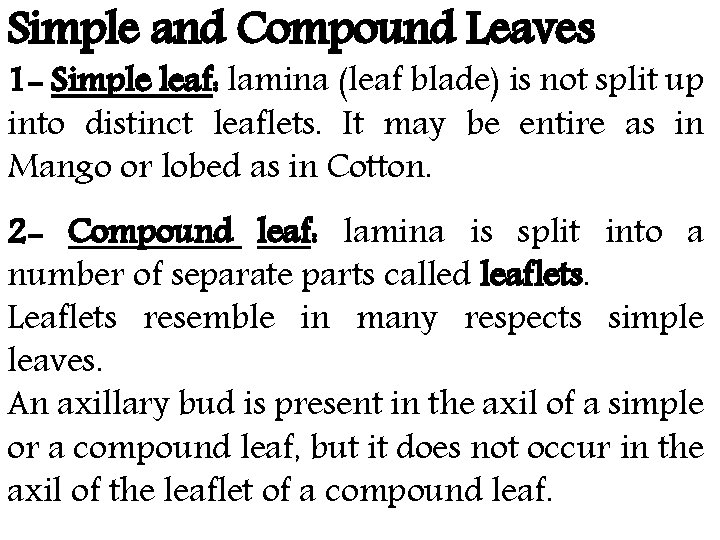Simple and Compound Leaves 1 - Simple leaf: lamina (leaf blade) is not split