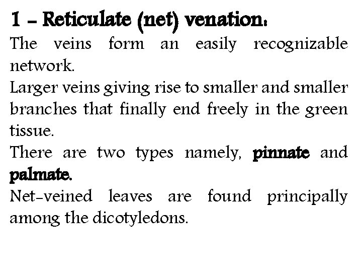 1 - Reticulate (net) venation: The veins form an easily recognizable network. Larger veins