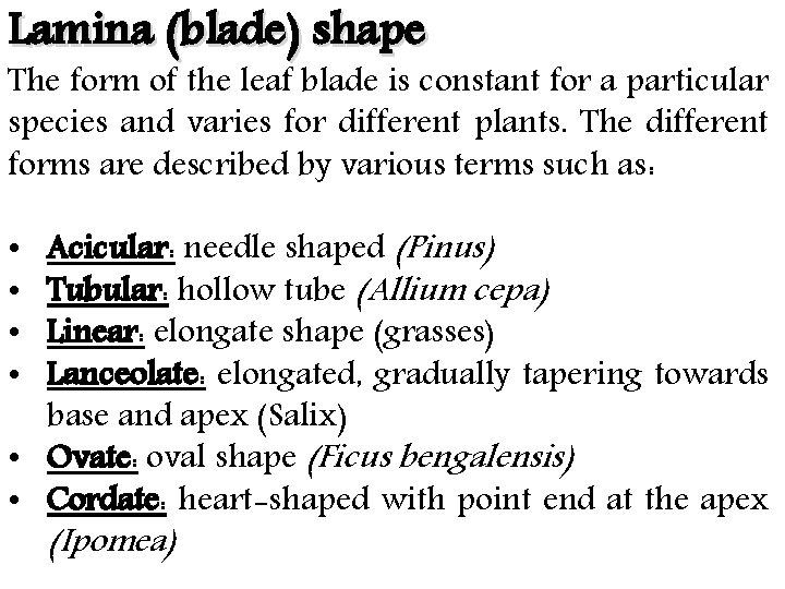 Lamina (blade) shape The form of the leaf blade is constant for a particular