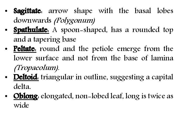  • Sagittate: arrow shape with the basal lobes downwards (Polygonum) • Spathulate: A