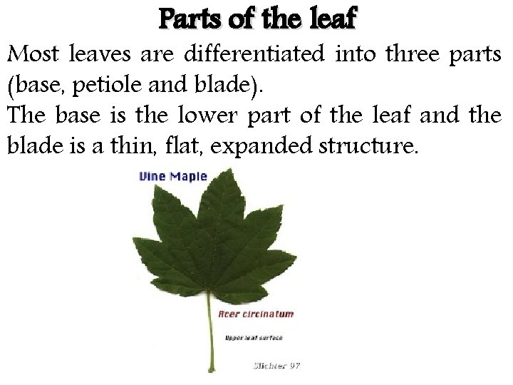 Parts of the leaf Most leaves are differentiated into three parts (base, petiole and