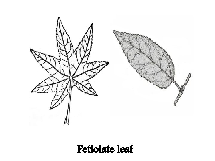 Petiolate leaf 