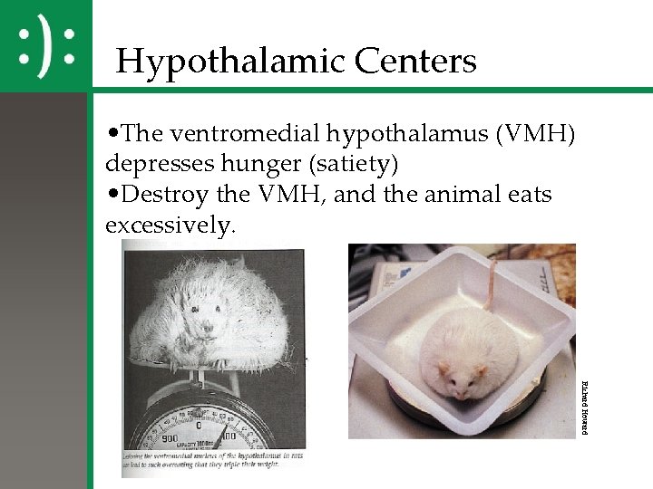 Hypothalamic Centers • The ventromedial hypothalamus (VMH) depresses hunger (satiety) • Destroy the VMH,