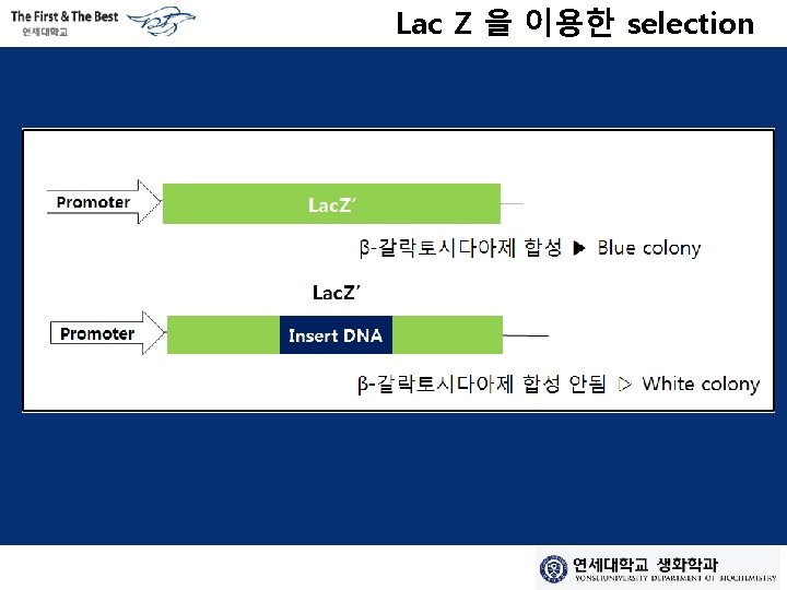 Lac Z 을 이용한 selection 