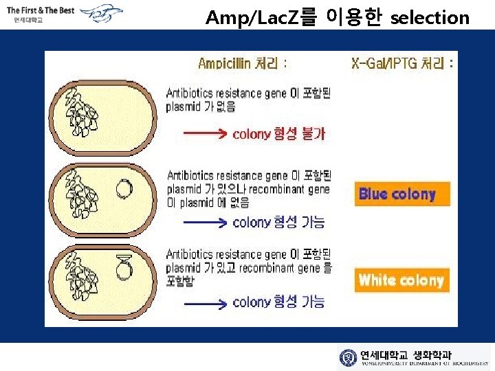 Amp/Lac. Z를 이용한 selection 