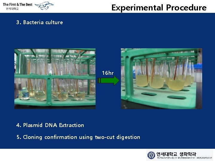 Experimental Procedure 3. Bacteria culture 16 hr 4. Plasmid DNA Extraction 5. Cloning confirmation