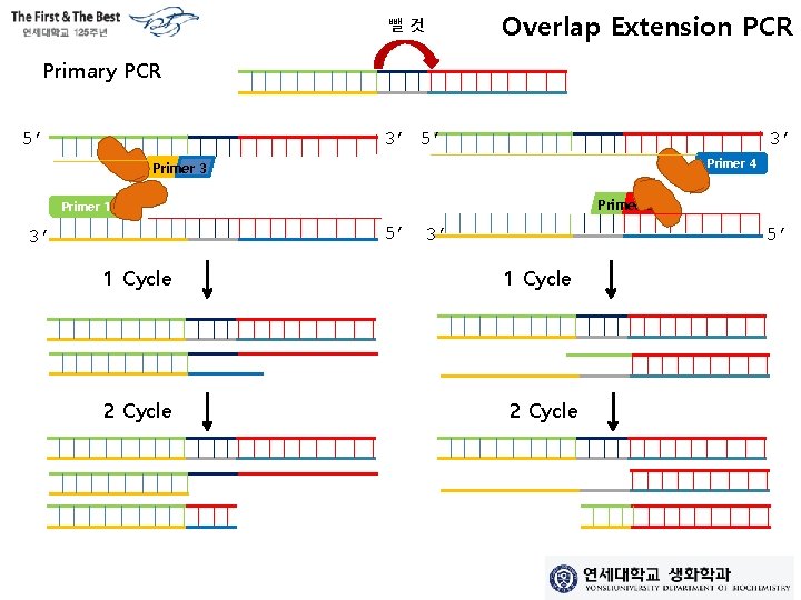 뺄것 Overlap Extension PCR Primary PCR 5’ 3’ Primer 4 Primer 3 Primer 2