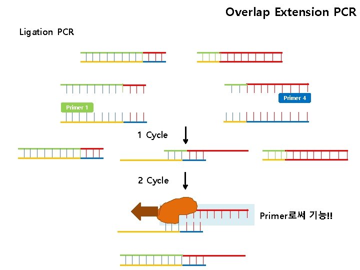 Overlap Extension PCR Ligation PCR Primer 4 Primer 1 1 Cycle 2 Cycle Primer로써