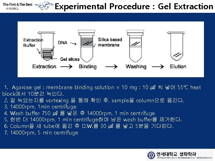 Experimental Procedure : Gel Extraction 1. Agarose gel : membrane binding solution = 10