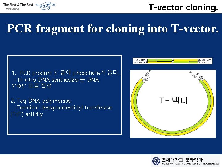 T-vector cloning. PCR fragment for cloning into T-vector. 1. PCR product 5’ 끝에 phosphate가