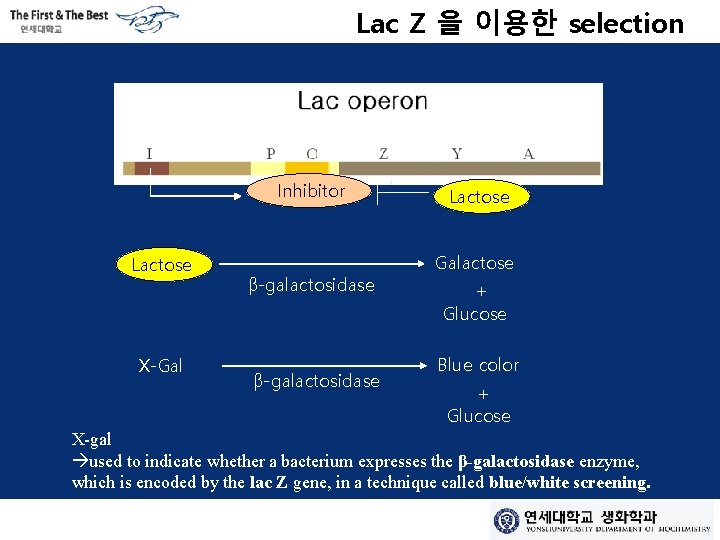Lac Z 을 이용한 selection Inhibitor Lactose X-Gal β-galactosidase Lactose Galactose + Glucose Blue