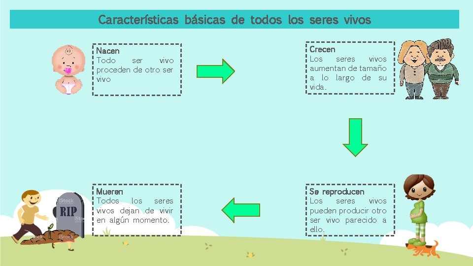 Características básicas de todos los seres vivos Nacen Todo ser vivo proceden de otro