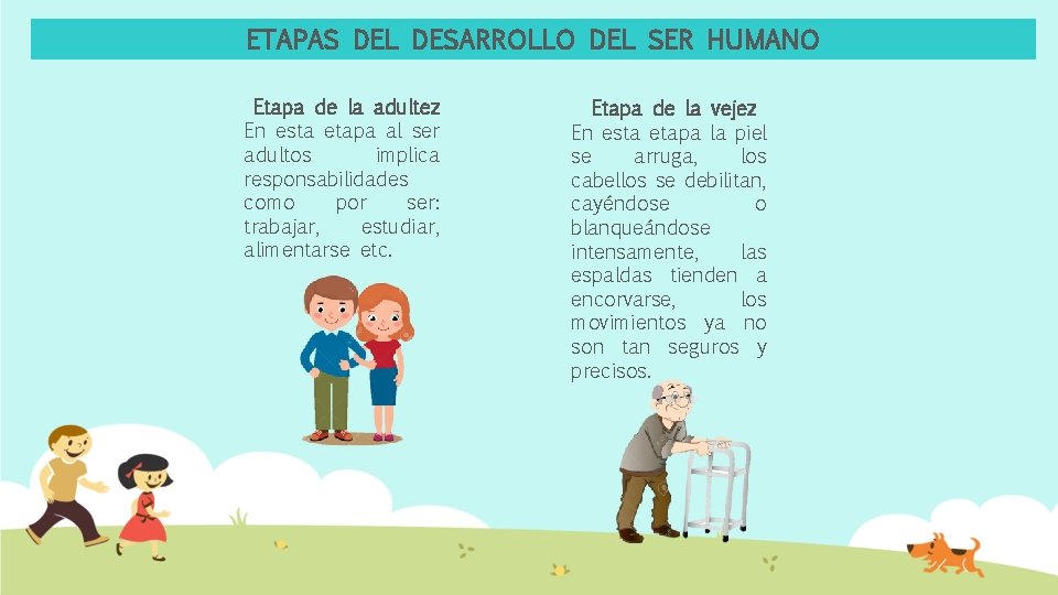 ETAPAS DEL DESARROLLO DEL SER HUMANO Etapa de la adultez En esta etapa al