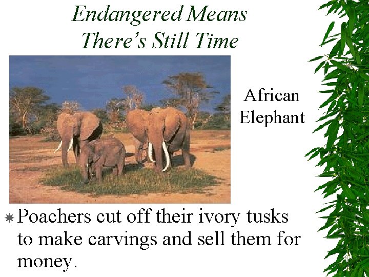 Endangered Means There’s Still Time African Elephant Poachers cut off their ivory tusks to