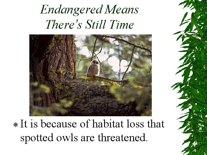 Endangered Means There’s Still Time It is because of habitat loss that spotted owls