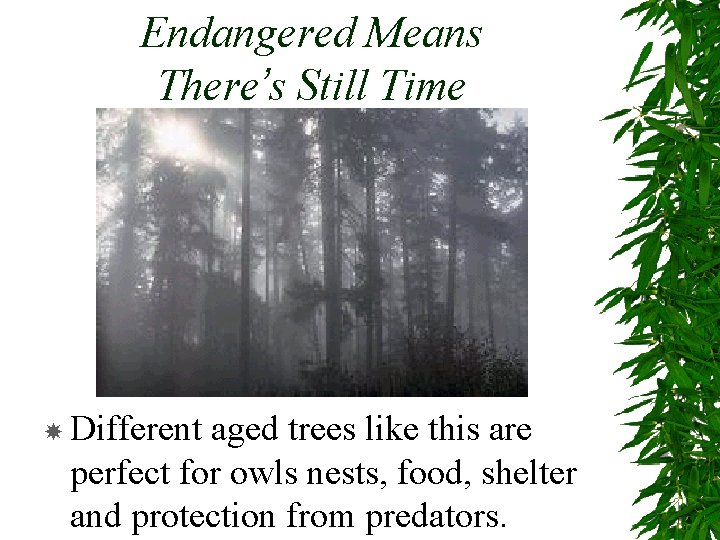 Endangered Means There’s Still Time Different aged trees like this are perfect for owls