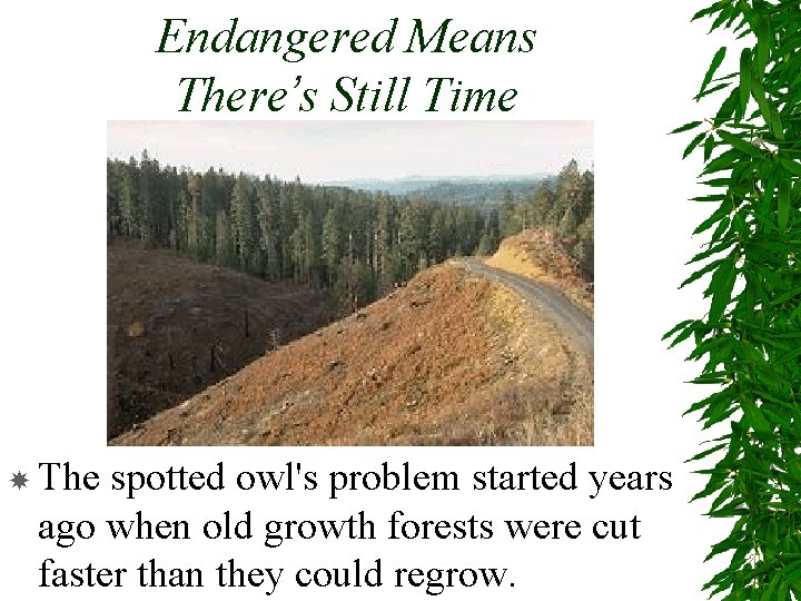 Endangered Means There’s Still Time The spotted owl's problem started years ago when old