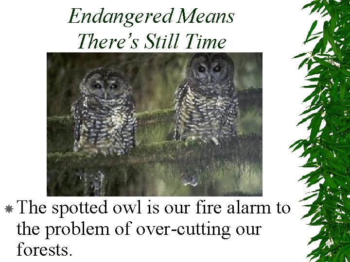 Endangered Means There’s Still Time The spotted owl is our fire alarm to the