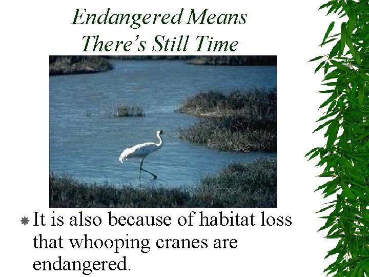 Endangered Means There’s Still Time It is also because of habitat loss that whooping