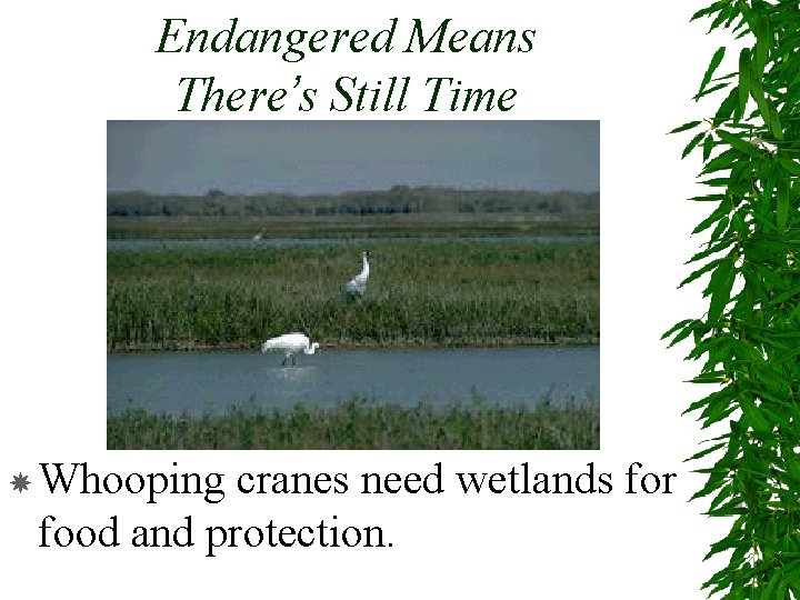 Endangered Means There’s Still Time Whooping cranes need wetlands for food and protection. 