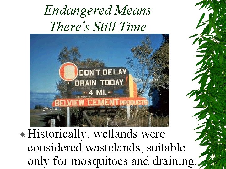 Endangered Means There’s Still Time Historically, wetlands were considered wastelands, suitable only for mosquitoes