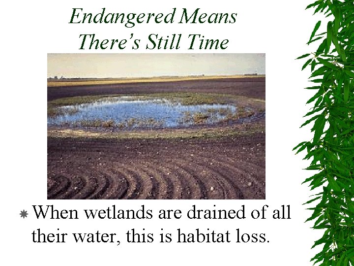 Endangered Means There’s Still Time When wetlands are drained of all their water, this