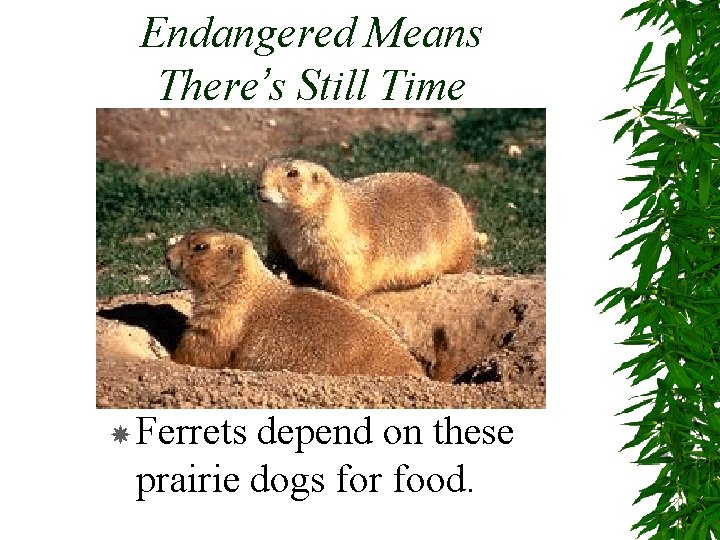 Endangered Means There’s Still Time Ferrets depend on these prairie dogs for food. 