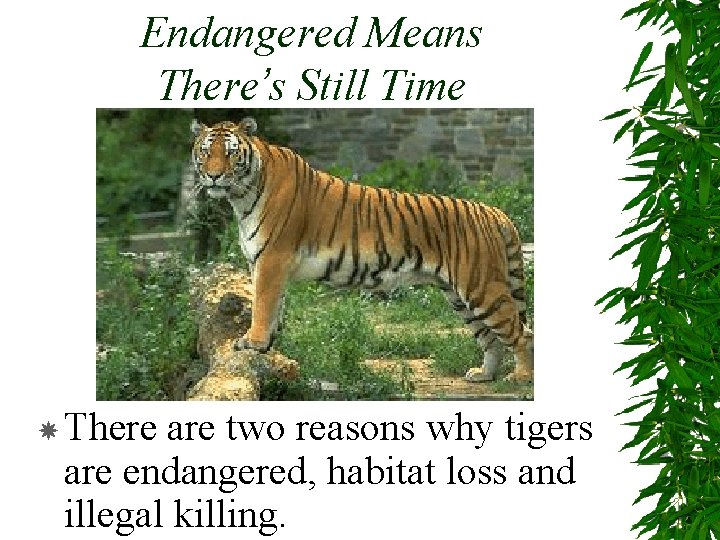 Endangered Means There’s Still Time There are two reasons why tigers are endangered, habitat