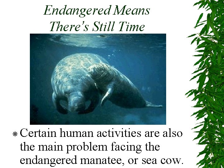 Endangered Means There’s Still Time Certain human activities are also the main problem facing