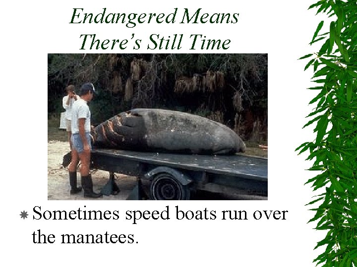 Endangered Means There’s Still Time Sometimes speed boats run over the manatees. 