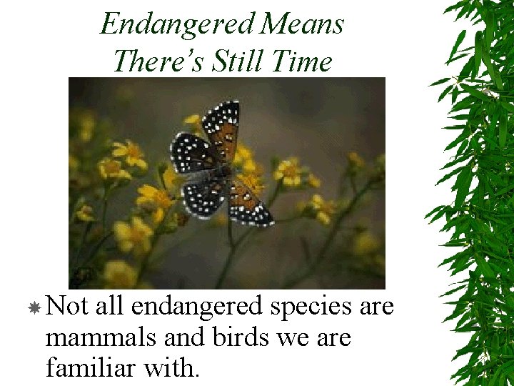 Endangered Means There’s Still Time Not all endangered species are mammals and birds we