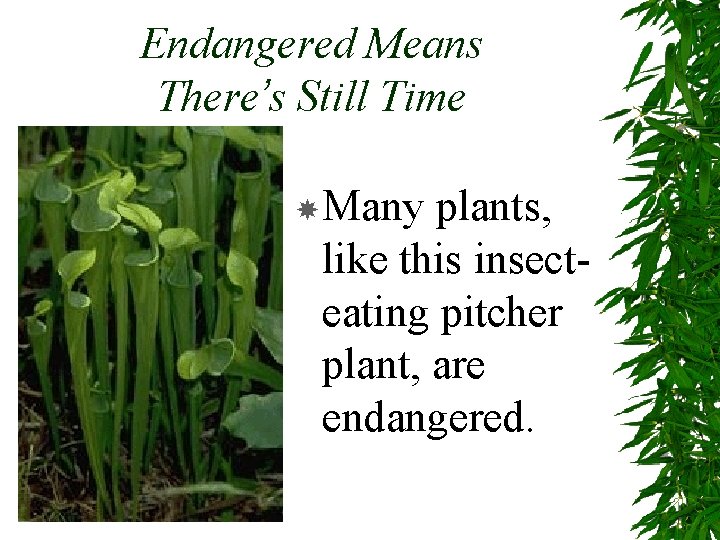 Endangered Means There’s Still Time Many plants, like this insecteating pitcher plant, are endangered.