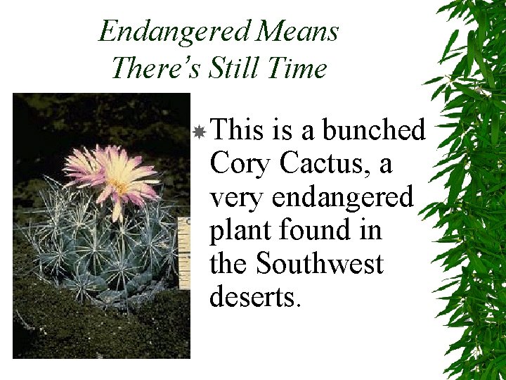 Endangered Means There’s Still Time This is a bunched Cory Cactus, a very endangered